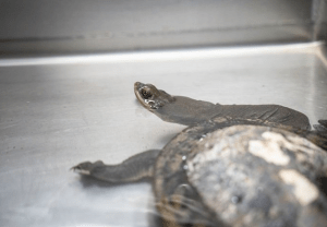 Broadshell turtle