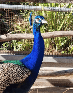 Terry the peacock